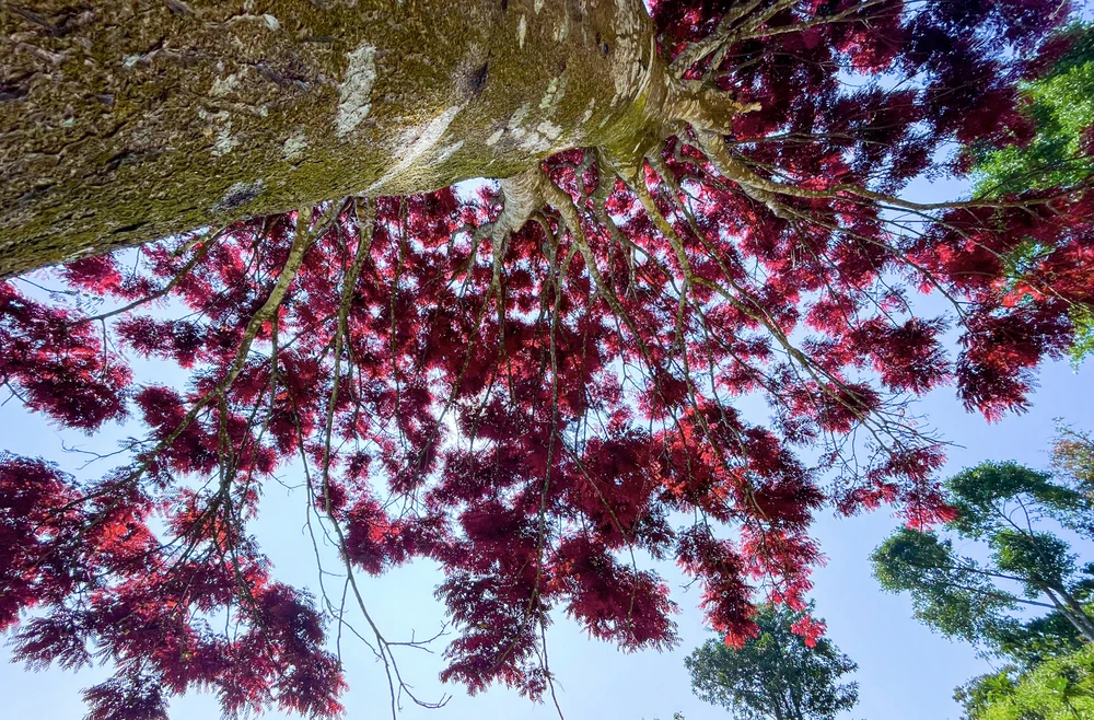 Cây đang lặng lẽ góp sắc màu tô thắm cảnh sắc xứ ngàn hoa.