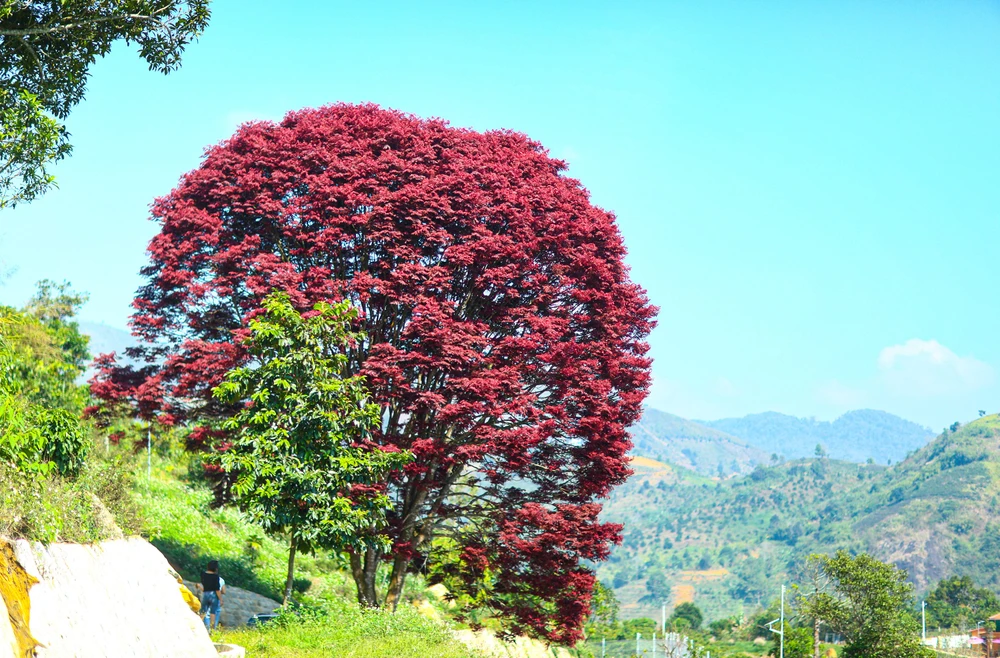 Nhiều ngày nay, hàng trăm du khách và người dân tìm đến check-in cùng cây lá đỏ.