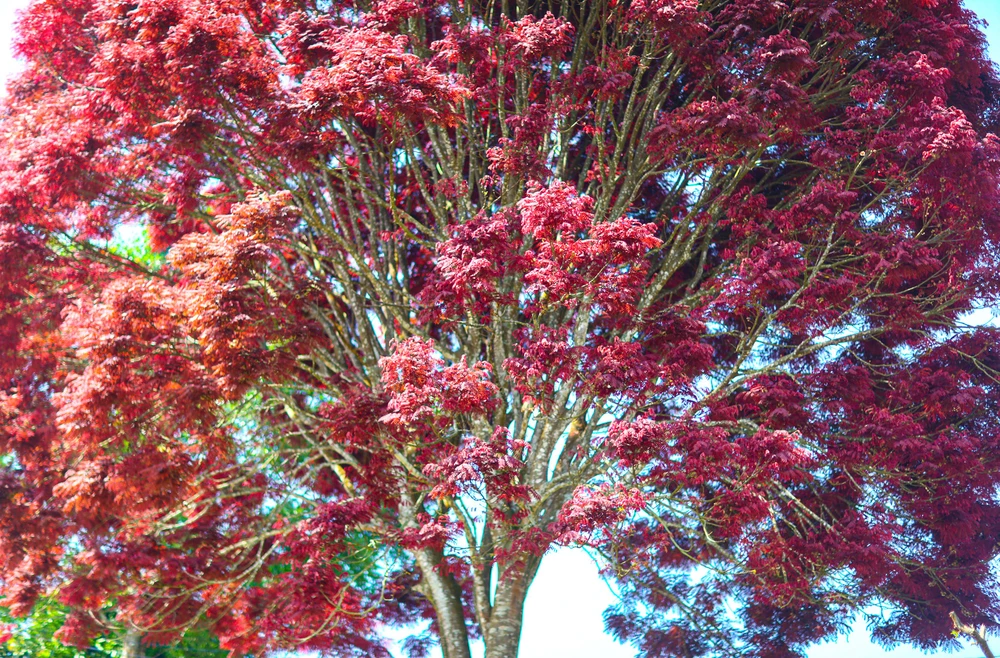 Lá cây có màu đỏ trải dài từ tháng 1 đến tháng 4. Sau đó sẽ chuyển sang màu vàng, rồi màu cam và sau cùng là màu xanh.