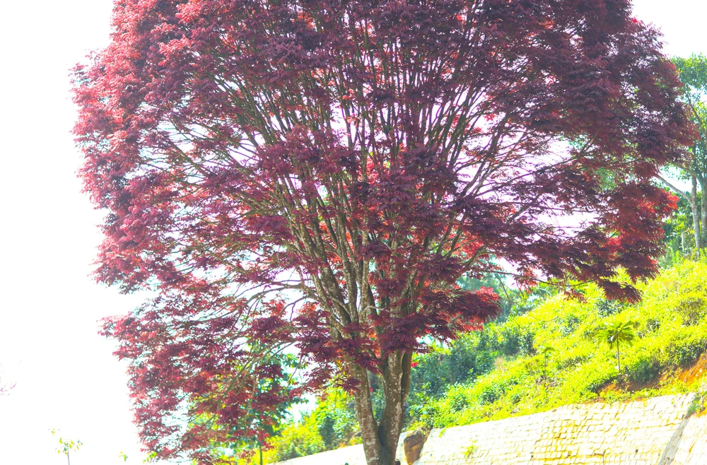 Là cây thân gỗ, tán rộng, lá hình đuôi chim, màu đỏ tươi.