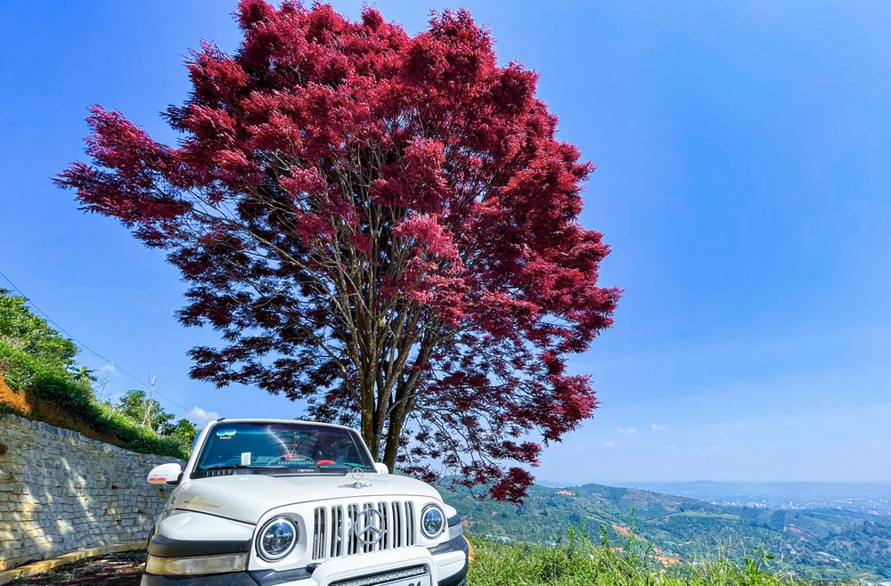 Người dân địa phương cho rằng đây là cây trâm lá đỏ.