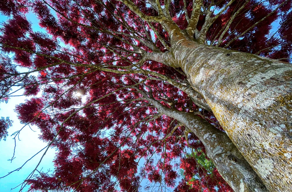 Kỹ sư Nguyễn Viết Thanh và nhóm bạn đang nhân giống cây với mục đích trồng thành từng cụm dọc các tuyến đường ở huyện Bảo Lâm nói riêng và tỉnh Lâm Đồng nói chung.