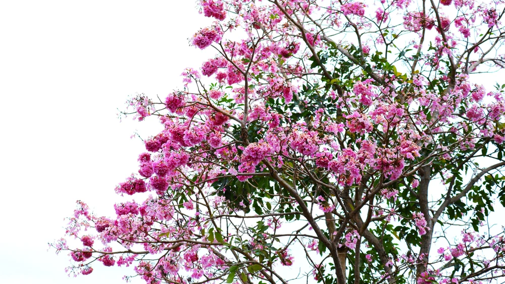 Hồng phấn là cách mà người dân TP Bảo Lộc yêu mến dành cho loài hoa này.