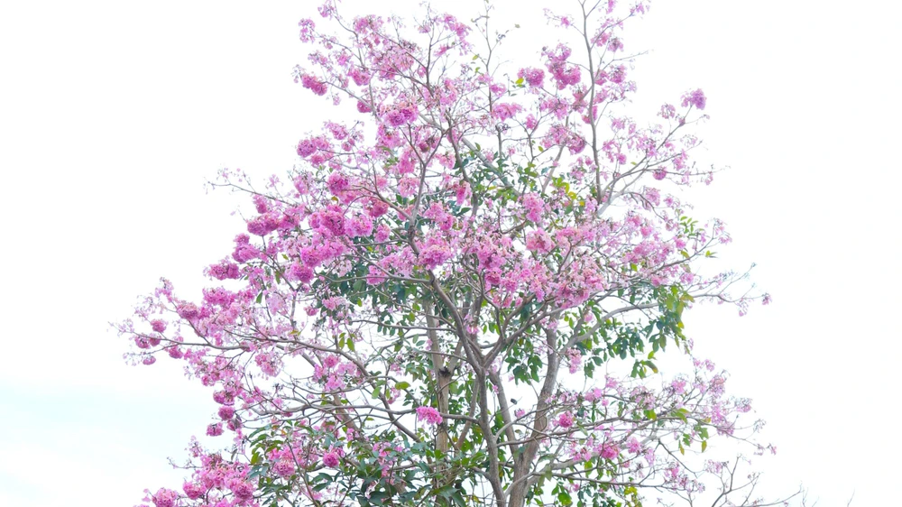 Sau tết là mùa của hồng phấn. Loài hoa này nở từ tháng 2 đến tháng 3.