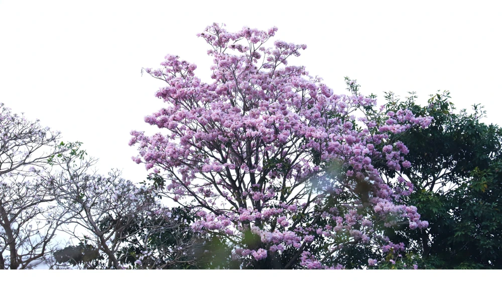 Hồng phấn tên khoa học là Tabebuia Rosea, có xuất xứ từ các nước Châu Mỹ xa xôi. Là cây thân gỗ, thuộc họ Đinh có chiều cao trung bình khoảng 15 mét.