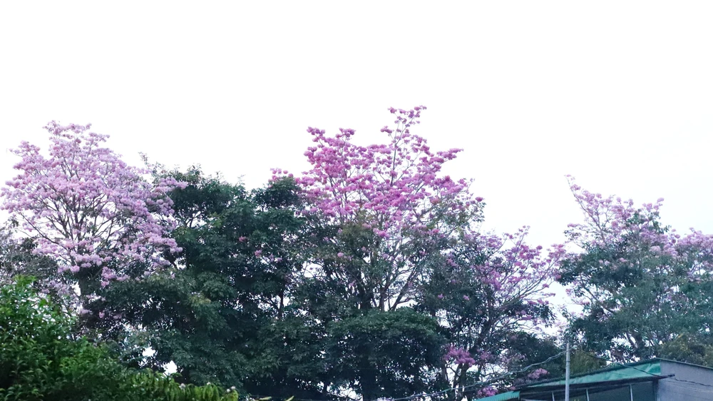 Hồng phấn được coi là loài hoa thuộc họ thân gỗ có tuổi thọ kém nhất. Thường, chỉ nở khoảng 3 ngày, hoa đã rụng