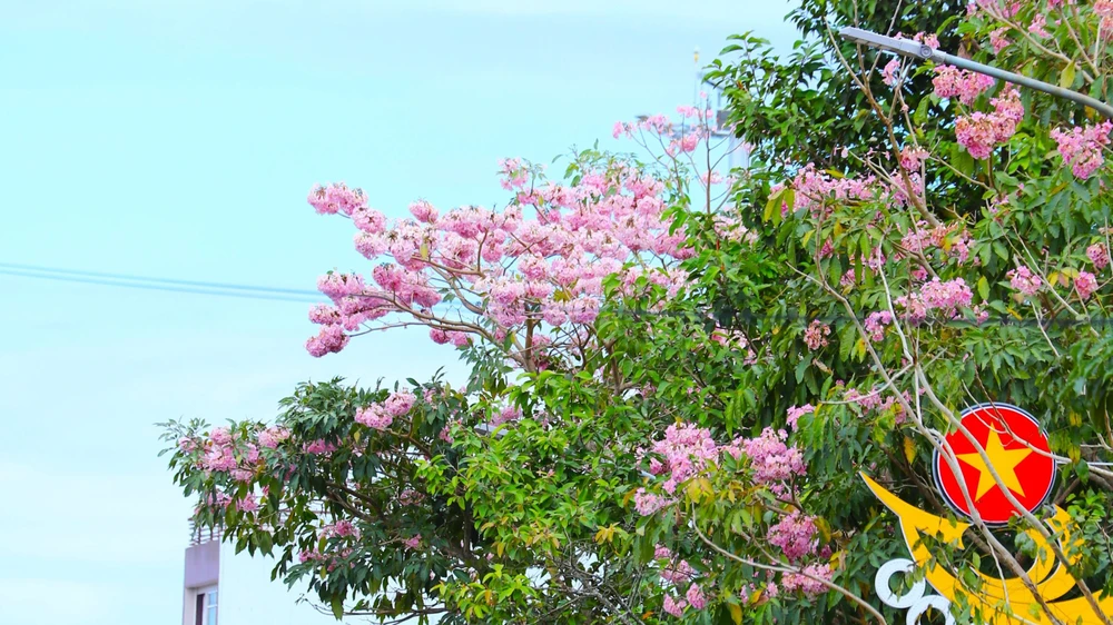 Dạng kép chân vịt, lá của hồng phấn bao gồm 3 đến 5 lá có chiều dài dao động từ 6 đến 16cm. Mặt trên của lá khá nhẵn và mịn, mép lá nguyên còn viền lá thì thẳng, cuống lá có độ dài từ 3-12cm.