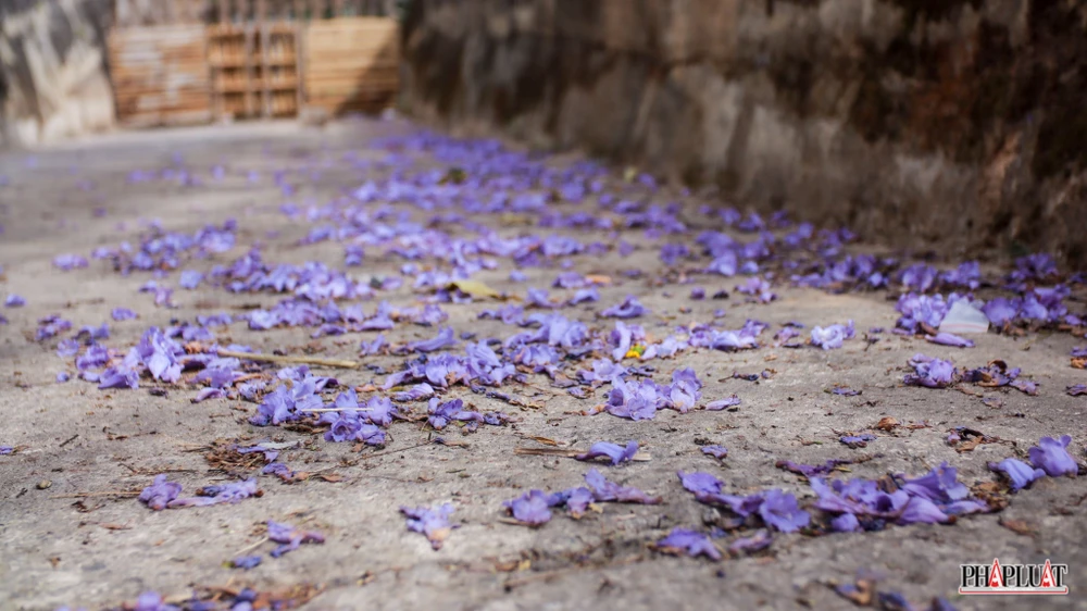 Phượng tím tô điểm dư vị ngọt ngào cho thành phố ngàn hoa. Đây cũng là điểm nhấn gây thương nhớ với những tâm hồn lãng mạn, ưa màu tím thương.