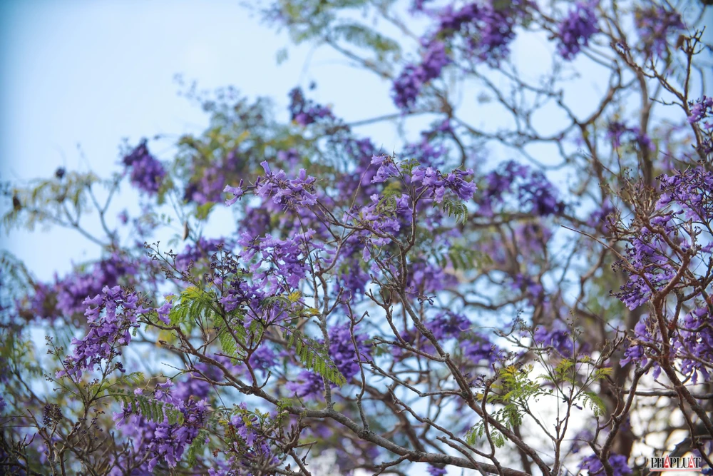 Sắc tím của cánh hoa mỏng manh tạo nên một nét riêng biệt, thổi bùng cảm xúc lứa đôi.