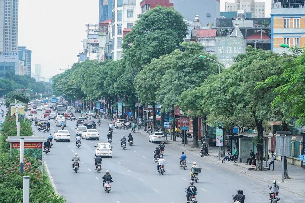 Hàng hoa sữa tại phố Nguyễn Chí Thanh trồng dày đặc, gây mùi nồng nặc khi vào mùa hoa, ảnh hưởng đến cuộc sống của người dân. Ảnh: PHI HÙNG