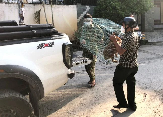 Bắt chó chạy rông trên địa bàn phường Hịệp Bình Chánh, TP Thủ Đức. Ảnh: NT