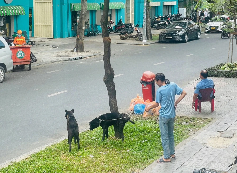 Chó thả rông ngoài đường, không đảm bảo các quy định về quản lý vật nuôi là chó, mèo. Ảnh: HUỲNH THƠ