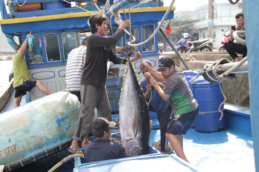 Từ sau khi bị cảnh báo thẻ vàng IUU, việc xuất khẩu hải sản của Việt Nam sang EU bị ảnh hưởng rất nhiều. Ảnh: HUY TRƯỜNG