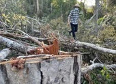 Rừng tự nhiên Đắk Lắk lại bị 'xẻ thịt' dịp tết