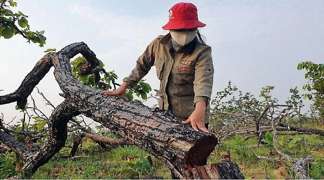 Vụ phá rừng gần 400 ha ở huyện Ea Súp đã được cơ quan chức năng khởi tố vụ án. Ảnh: QN