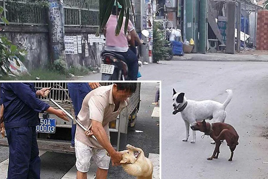 Hoạt động của đội bắt chó chạy rông những năm trước đây của TP.HCM. Ảnh: TRẦN NGỌC