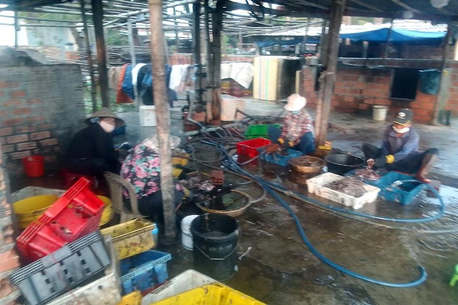 Người dân đang chế biến mực gây ô nhiễm. Ảnh: BÁCH THỊNH