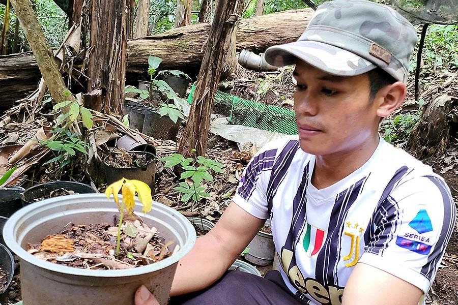 Anh A Thuất vay 100 triệu đồng và bán trâu để đầu tư sâm Ngọc Linh, nay chết 700 cây, thiệt hại 250 triệu đồng. Ảnh: LÊ KIẾN