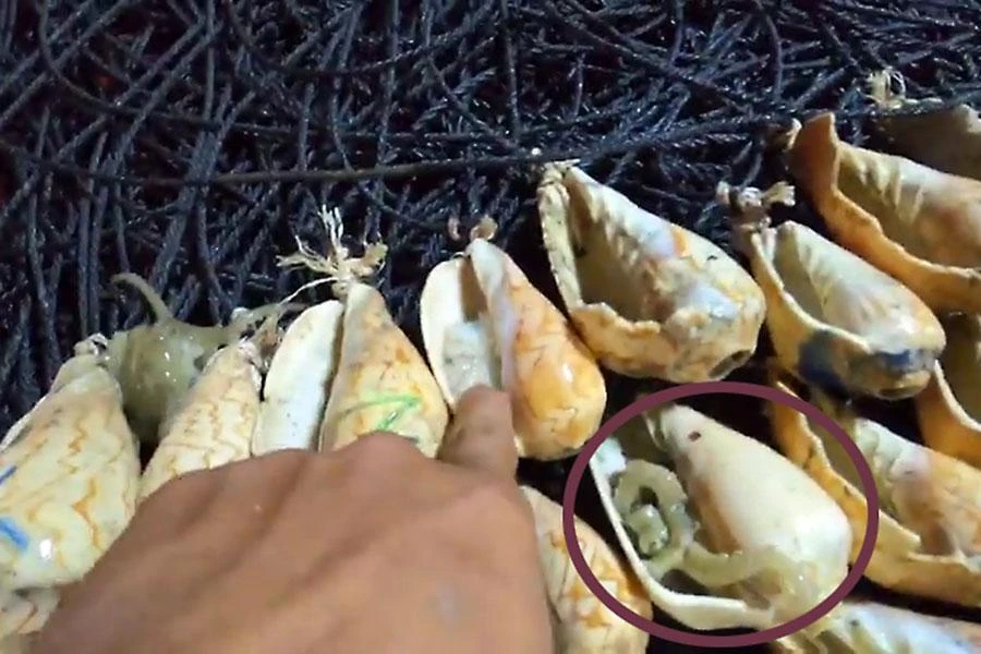 Ngư dân dùng vỏ ốc để bẫy mực chui vào.