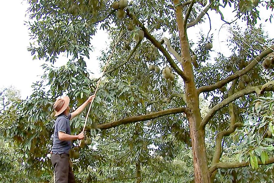 Huyện Krông Pắk, tỉnh Đắk Lắk đã được cấp khoảng 35 mã vùng trồng cây sầu riêng để xuất khẩu sang Trung Quốc. Trong ảnh: Nông dân huyện Krông Pắk thu hoạch sầu riêng. Ảnh: VŨ LONG