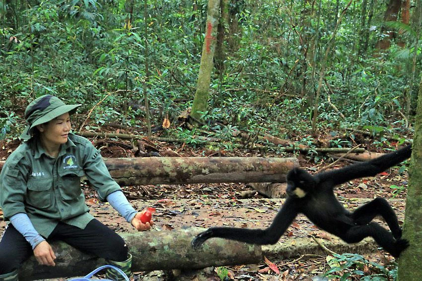 Thời gian đầu sau khi tái thả, chị Gái mang thức ăn vào rừng để cung cấp thêm cho các động vật. Ảnh: VÕ THƠ