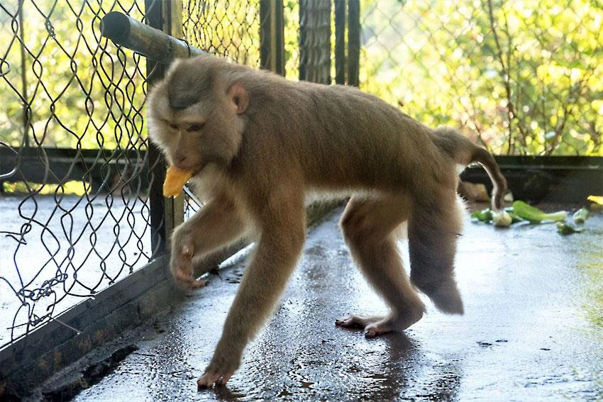 Khỉ đuôi lợn bị mất một chân, không thể hòa nhập với môi trường tự nhiên nên được trung tâm nuôi trọn đời. Ảnh: VÕ THƠ