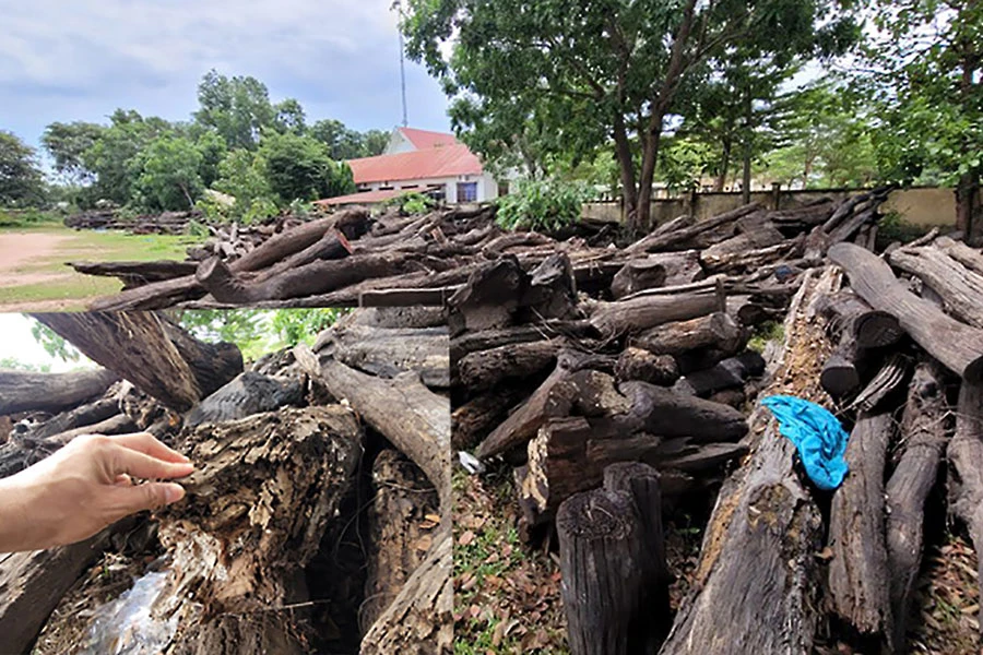 Số gỗ mục nát đang được giữ gần trụ sở UBND thị trấn Ea Súp, huyện Ea Súp. Ảnh: VŨ LONG