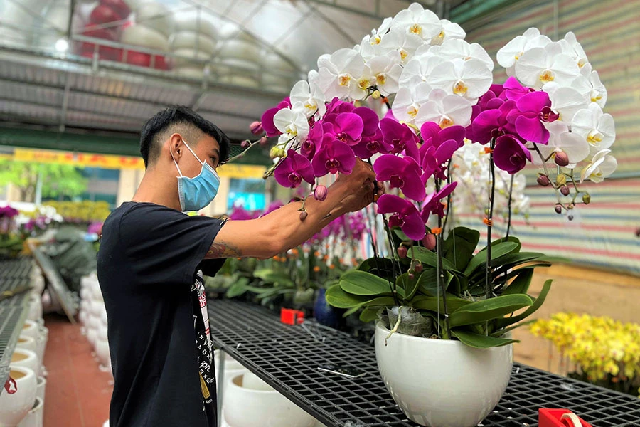 Khách hàng chọn mua hoa lan dịp tết 2023. Ảnh: TÚ UYÊN - THU HÀ