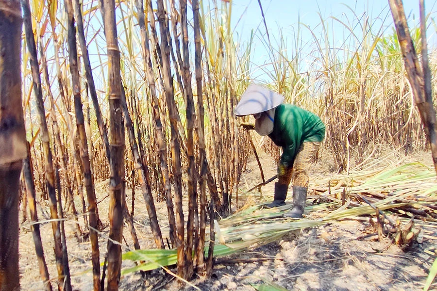 Nhiều nông dân lo lắng mía cháy sẽ gây thiệt hại nặng. Ảnh: LÊ KIẾN