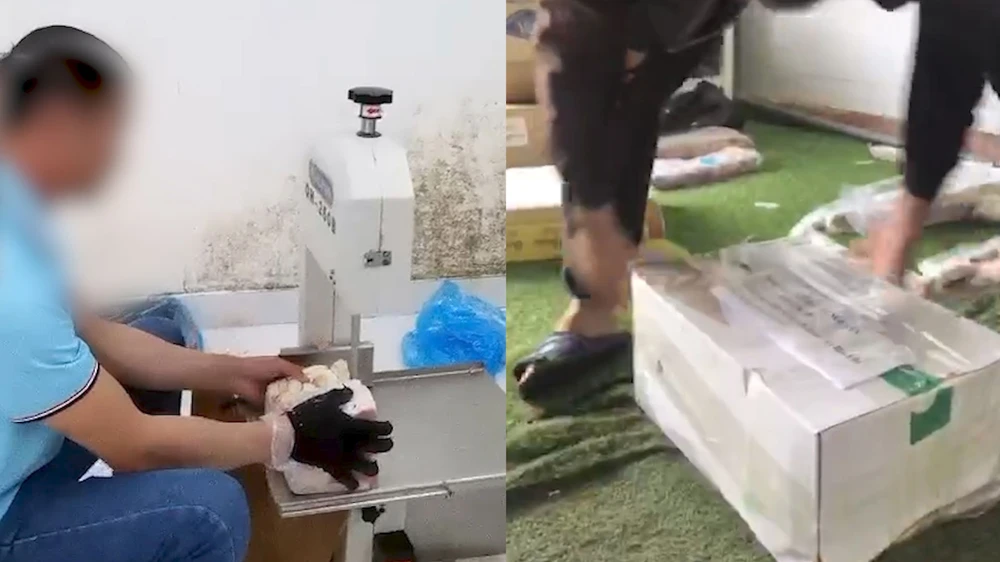 Cắt, đóng thùng vú heo Trung Quốc tại Công ty Việt Hà Tây Nguyên để giao cho khách. Ảnh trong bài: MINH HẬU