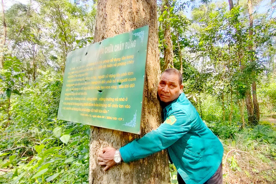 Rừng giáng hương quý hiếm làng Grôn và ông Rơ Mah Lel, người bảo vệ rừng mấy chục năm nay. Ảnh: LK