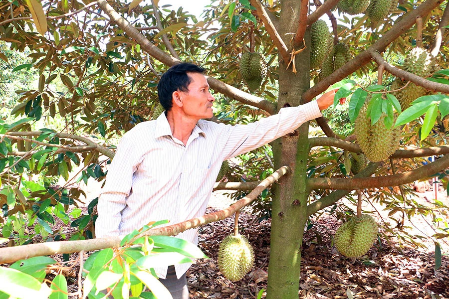 Nhiều nông dân lo lắng trước nạn mất cắp và bảo kê sầu riêng khi vào vụ. Ảnh: QT