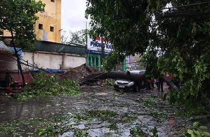 Cây đổ bão số 1