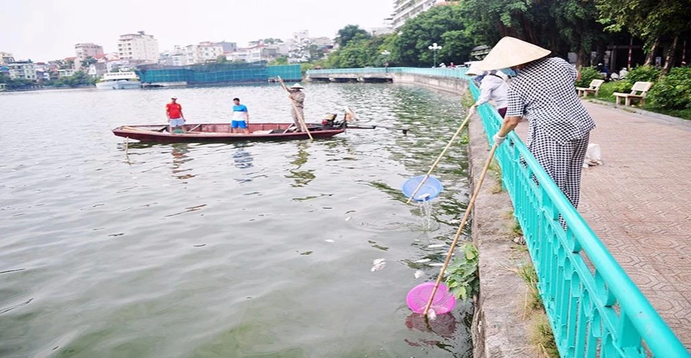 vớt cá chết ở hồ tây