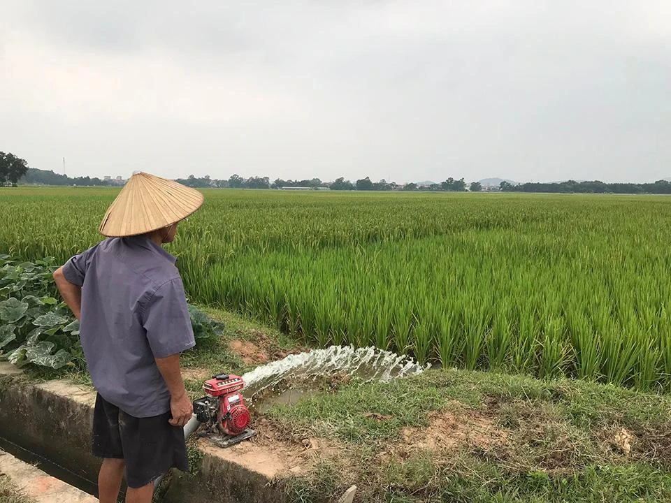 Khu đất dự kiến triển khai dự án Trường đua ngựa Sóc Sơn nay vẫn là cánh đồng trồng lúa