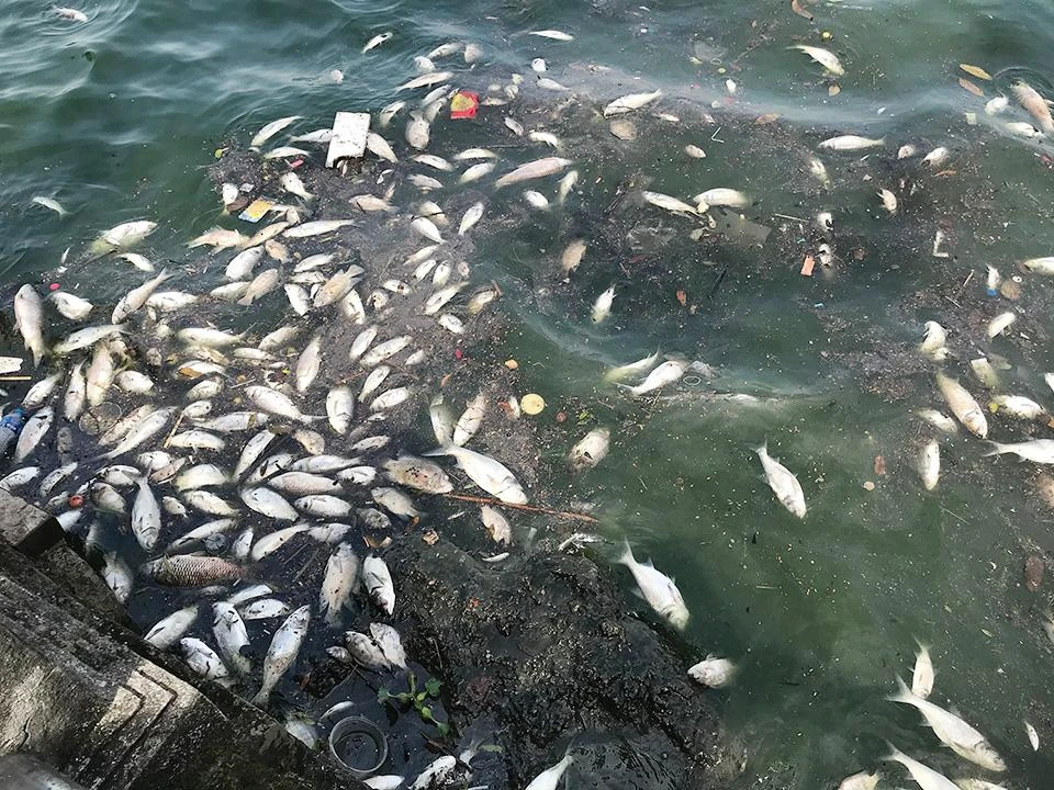 Cá chết dạt vào ven Hồ Tây những ngày đầu tháng 10-2022.