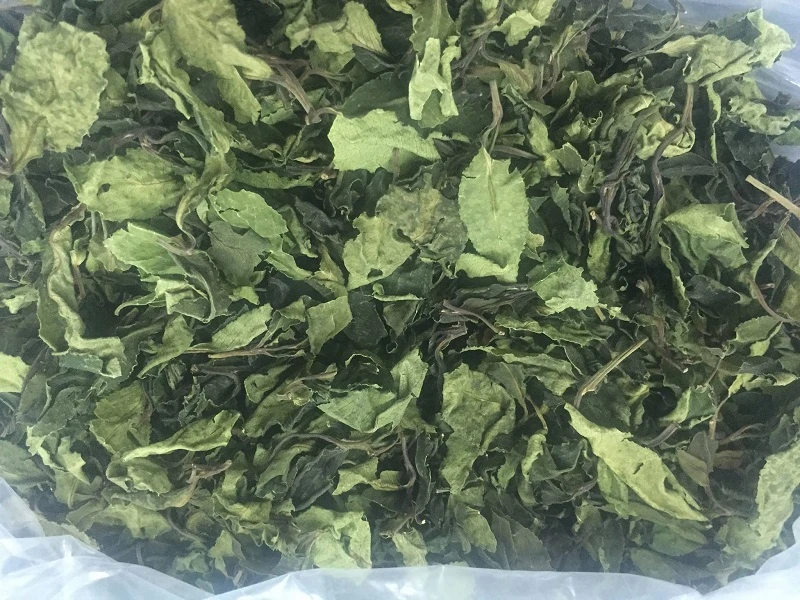 Thành phần lá Khat chứa chất cathinone, nằm trong danh mục chất ma túy tuyệt đối cấm sử dụng trong y học và đời sống