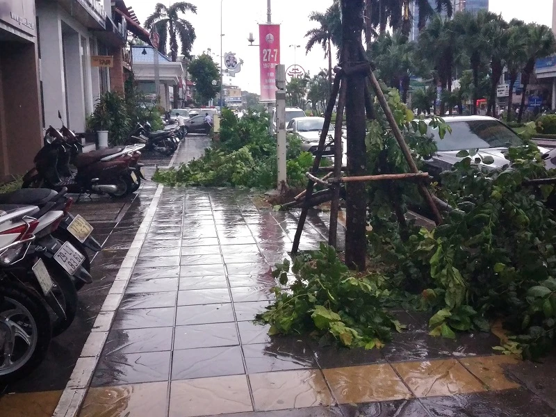 Cây mới trồng trên đường Nguyễn Chí Thanh đua nhau bật gốc sau bão ảnh 3 Cây mới trồng trên đường Nguyễn Chí Thanh đua nhau bật gốc sau bão ảnh 3