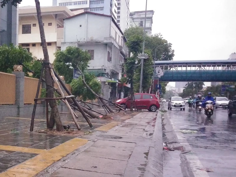 Cây mới trồng trên đường Nguyễn Chí Thanh đua nhau bật gốc sau bão ảnh 5 Cây mới trồng trên đường Nguyễn Chí Thanh đua nhau bật gốc sau bão ảnh 5