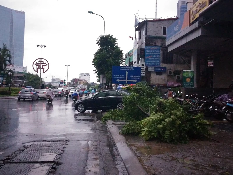 Cây mới trồng trên đường Nguyễn Chí Thanh đua nhau bật gốc sau bão ảnh 6 Cây mới trồng trên đường Nguyễn Chí Thanh đua nhau bật gốc sau bão ảnh 6