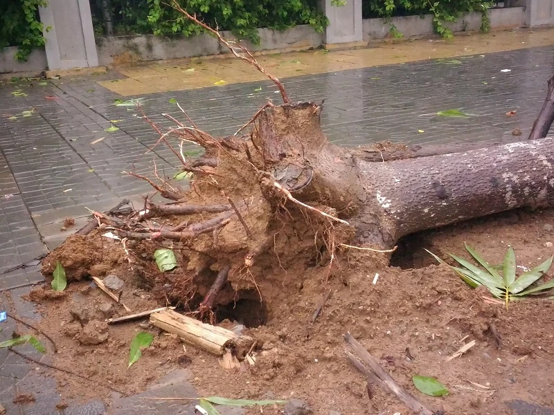 Cây mới trồng trên đường Nguyễn Chí Thanh đua nhau bật gốc sau bão ảnh 4 Cây mới trồng trên đường Nguyễn Chí Thanh đua nhau bật gốc sau bão ảnh 4