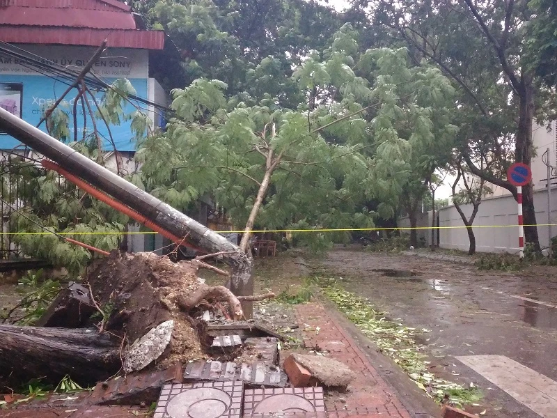 Cây mới trồng trên đường Nguyễn Chí Thanh đua nhau bật gốc sau bão ảnh 8 Cây mới trồng trên đường Nguyễn Chí Thanh đua nhau bật gốc sau bão ảnh 8