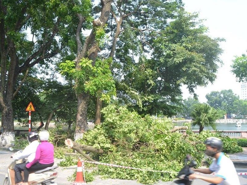 di chuyển cây xanh 1