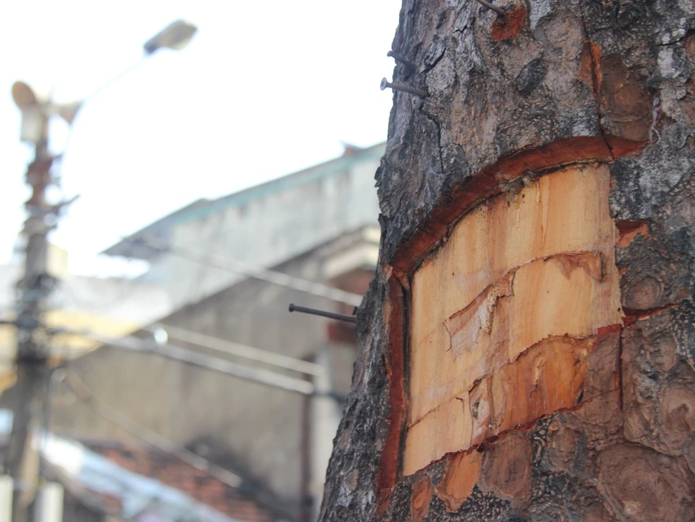 Hàng loạt cây xà cừ bị lột vỏ để… chữa bệnh ngứa? ảnh 4