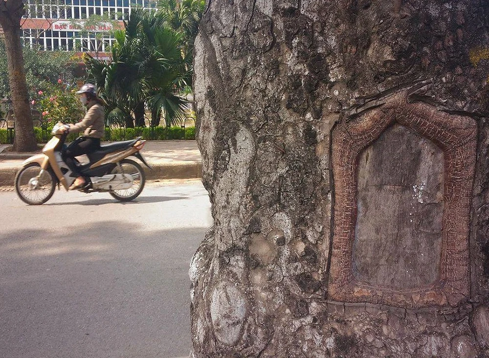 Hàng loạt cây xà cừ bị lột vỏ để… chữa bệnh ngứa? ảnh 6