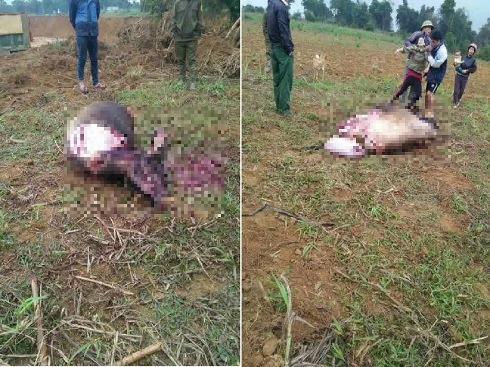 Táo tợn trộm trâu đang mang thai rồi chặt toàn bộ đùi ảnh 1
