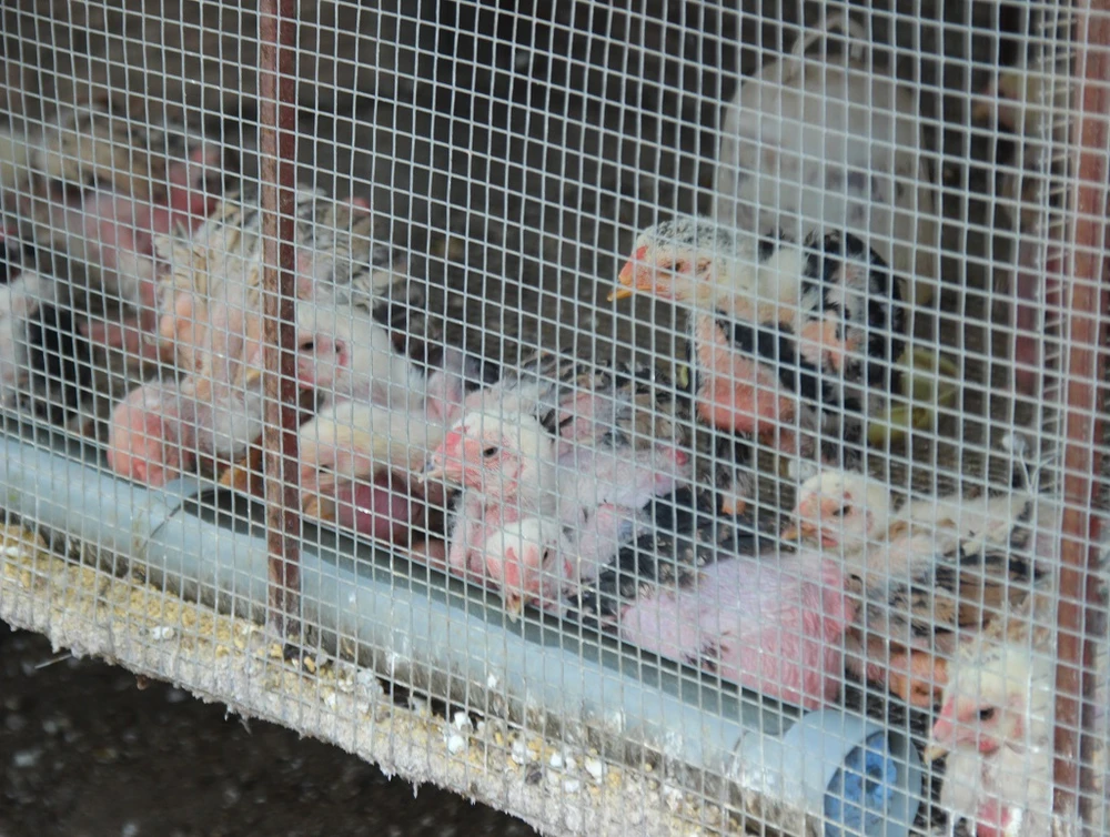 Tròn mắt ngắm cặp chân khủng của “vua gà” Đông Tảo ảnh 12