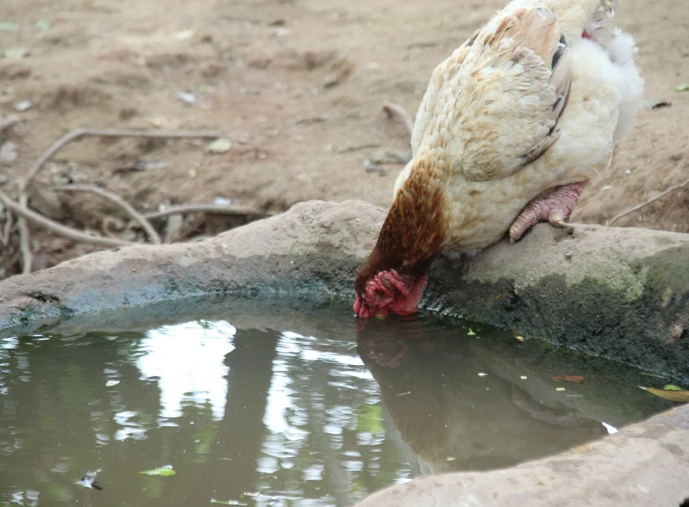 Tròn mắt ngắm cặp chân khủng của “vua gà” Đông Tảo ảnh 13