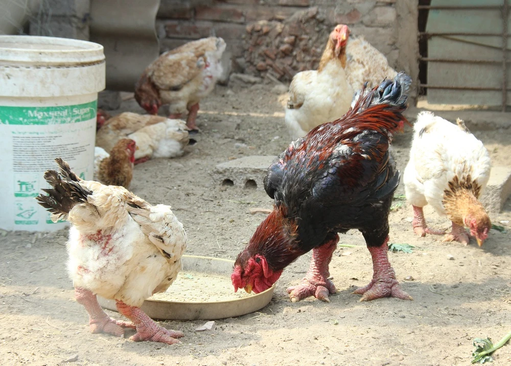 Tròn mắt ngắm cặp chân khủng của “vua gà” Đông Tảo ảnh 2