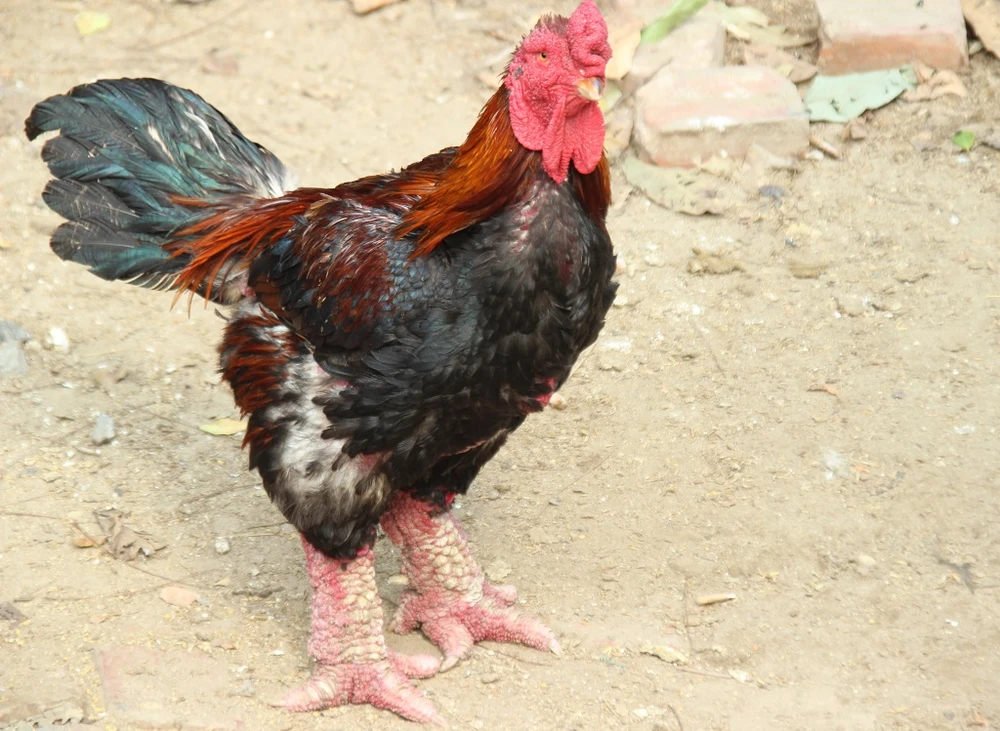 Tròn mắt ngắm cặp chân khủng của “vua gà” Đông Tảo ảnh 3